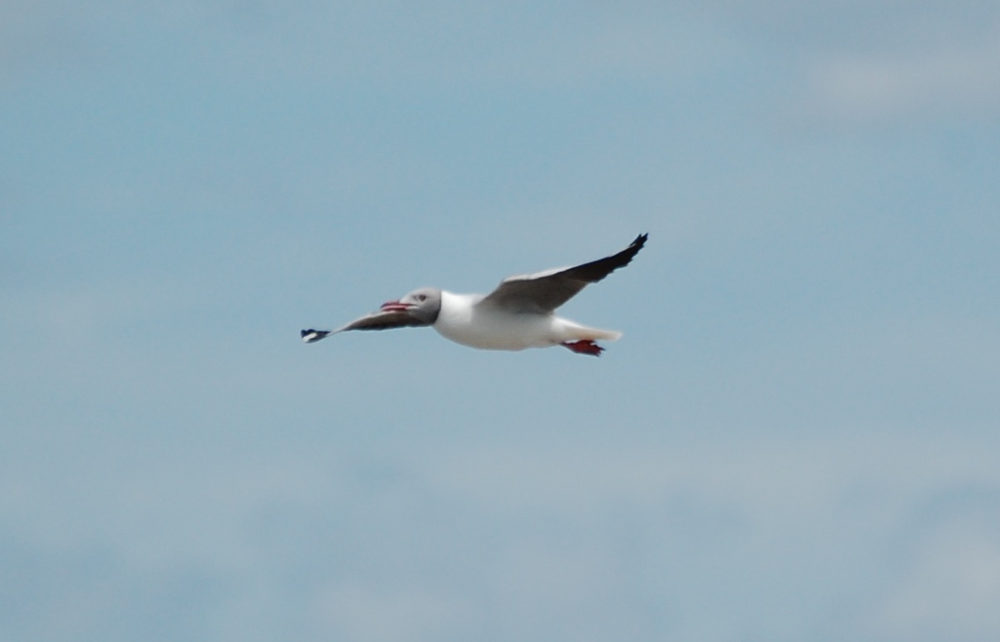 Brasile -nei Len��is Maranhenses: Gabbiani testagrigia (Chroicocephalus cirrocephalus)